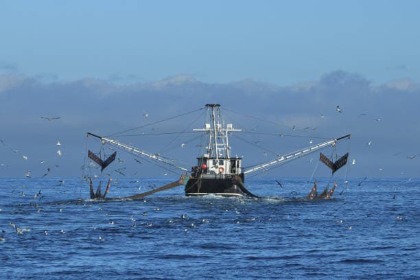 Empresa de pesca industrial com clientes em Portugal, Espanha, Itália, França e Suíça.